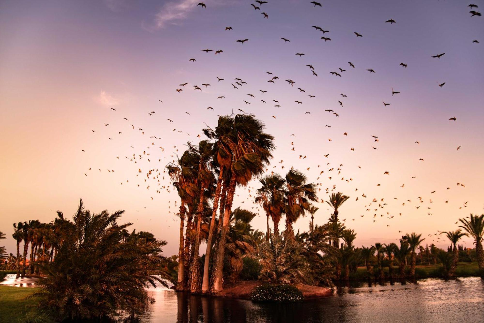 Pickalbatros Hotel Du Golf - Adults Friendly 16 Years Plus- All-Inclusive Marrakesh Eksteriør billede